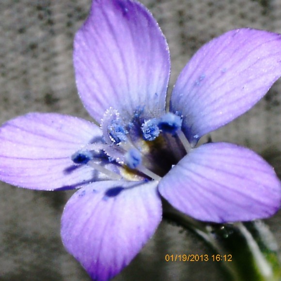 Meet your Posher, Alison - Picture 1 of 1